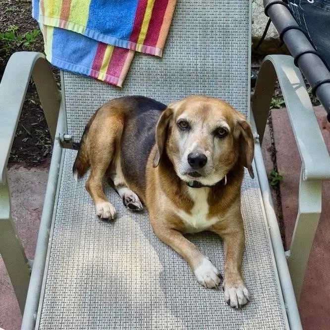 Rascal
