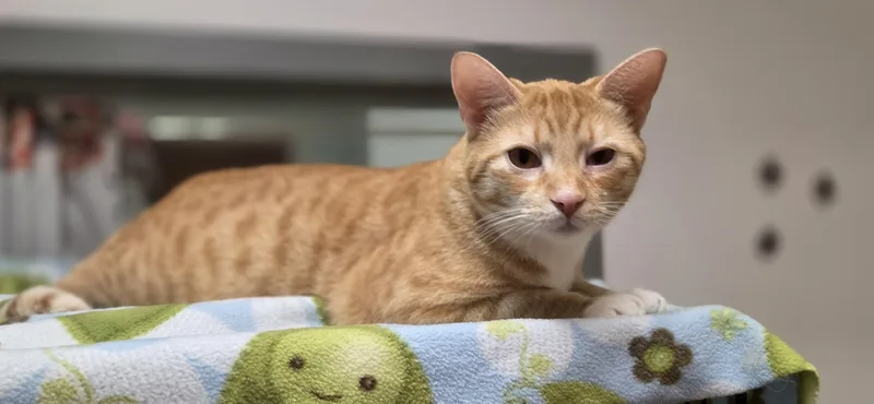 A young large-sized male Orange & White Domestic Short Hair cat named Cruz for adoption in Hartville, OH