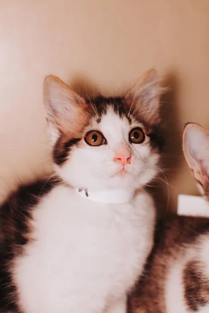 An adult small-sized male Domestic Short Hair cat named a Restricted for adoption in North Charleston, SC