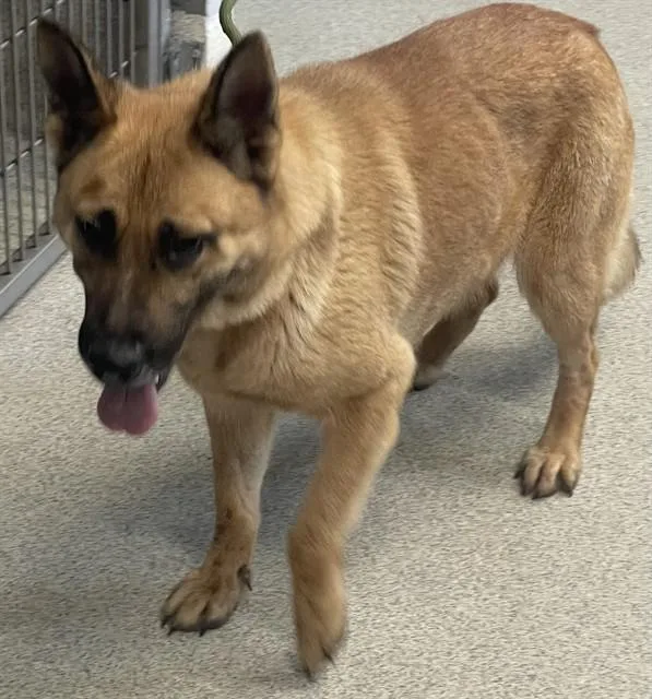 An adult medium-sized female German Shepherd Dog dog named Princess for adoption in Tallahassee, FL