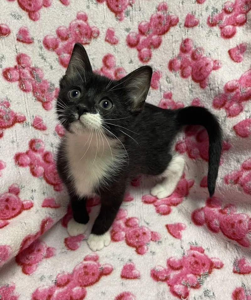 A baby small-sized male Domestic Short Hair cat named Hollow for adoption in Jackson, MI