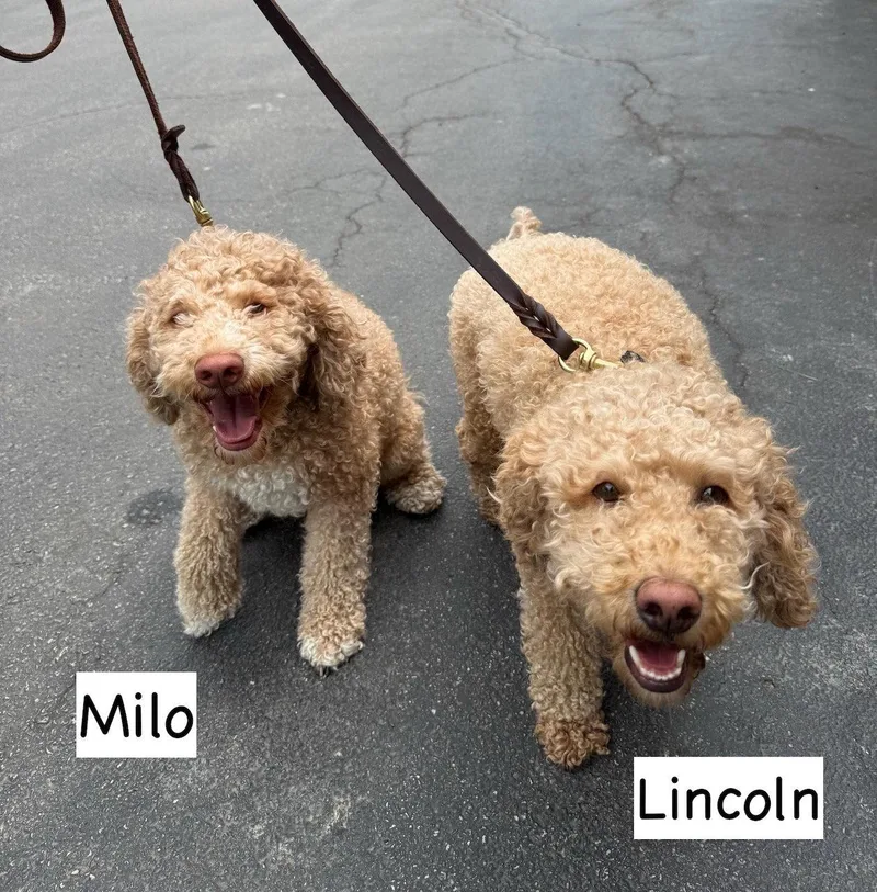 An adult medium-sized male Poodle dog named Lincoln for adoption in GILBERTS, IL