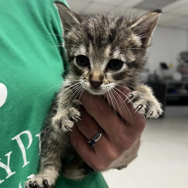 A baby small-sized female Gray / Blue / Silver Domestic Short Hair cat named DuchessC for adoption in East Saint Louis, IL
