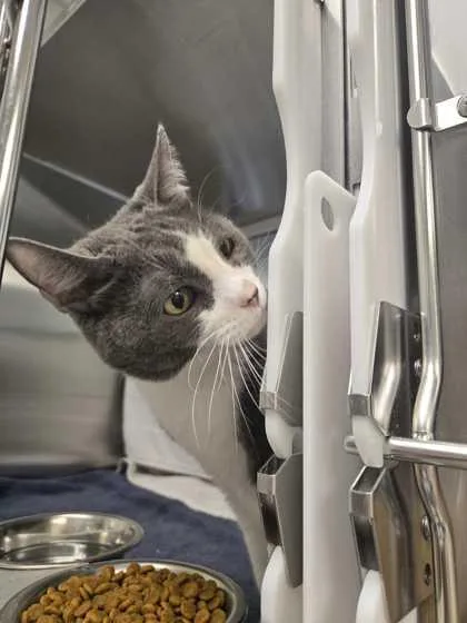 An adult medium-sized male Gray / Blue / Silver Domestic Short Hair cat named Ralph for adoption in Kansas City, MO