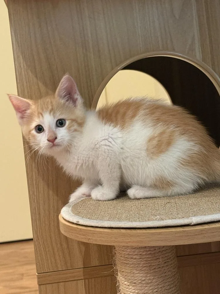 A baby small-sized male Orange & White Domestic Short Hair cat named Benedict for adoption in Dallas, TX