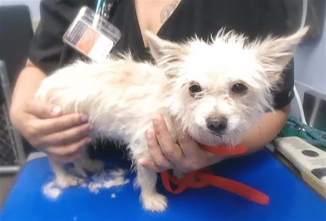 An adult small-sized female Cairn Terrier dog named Egg Salad for adoption in Phoenix, AZ