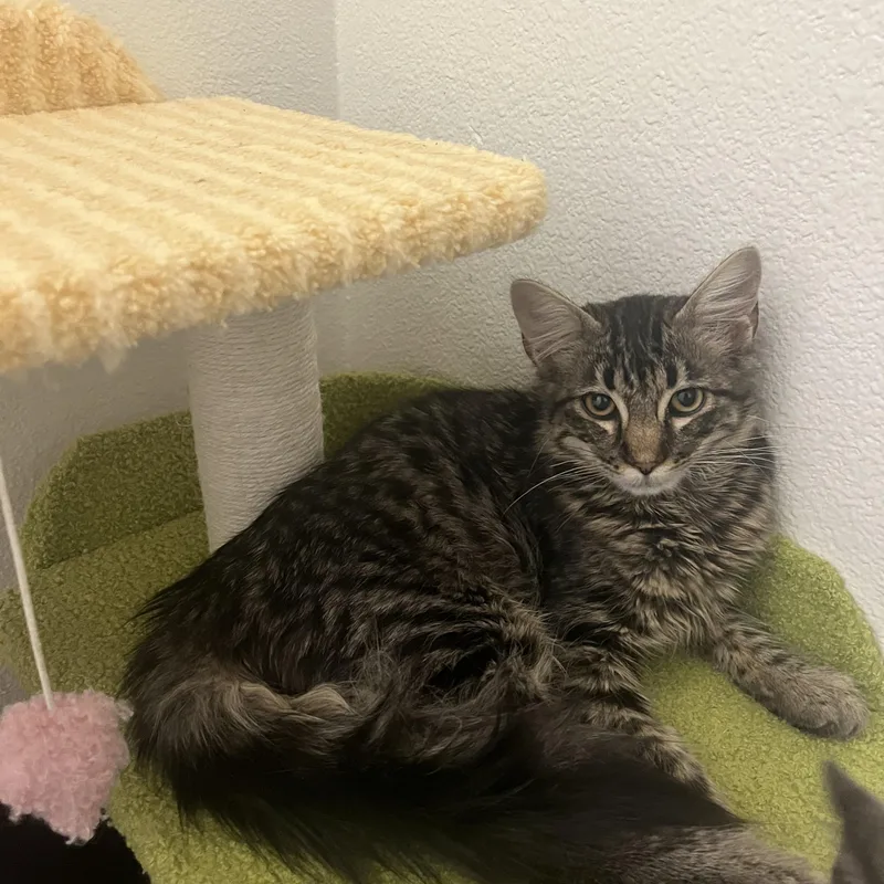 A baby large-sized male Tabby (Brown / Chocolate) Domestic Long Hair cat named Cannoli for adoption in Santa Ana, CA