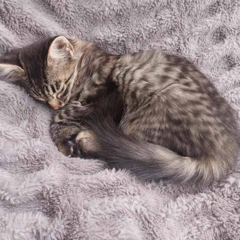 Cannoli thumbnail 2