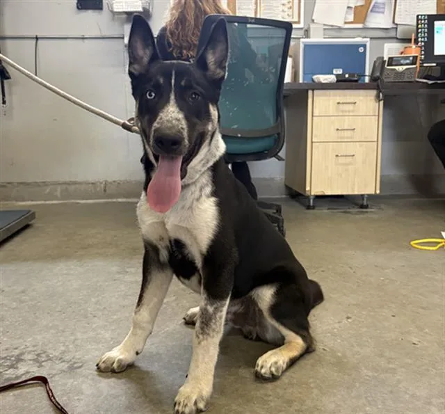 A young large-sized male Australian Cattle Dog / Blue Heeler dog named A for adoption in Camarillo, CA