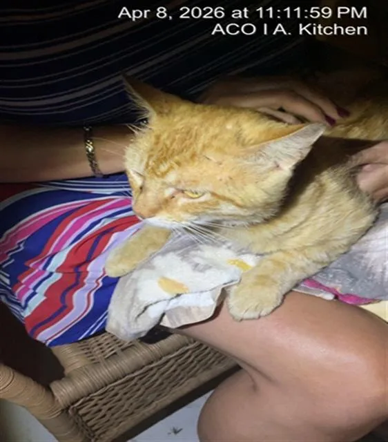 An adult medium-sized male Domestic Short Hair cat named Wally for adoption in Naples, FL