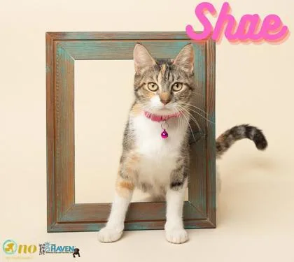 An adult small-sized female Domestic Medium Hair cat named Shae Baby for adoption in Fairhope, AL