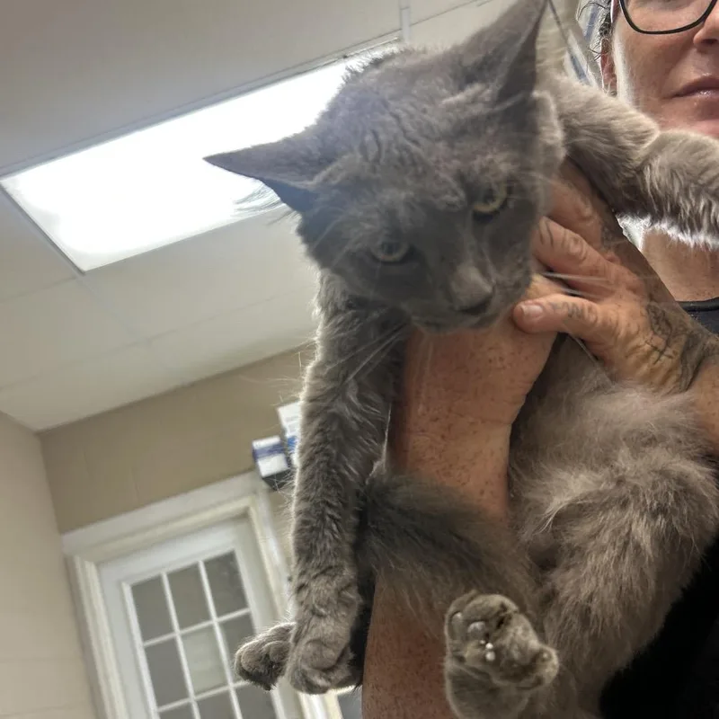 A young medium-sized male Gray / Blue / Silver Domestic Short Hair cat named Jimothy for adoption in Lewisburg, WV
