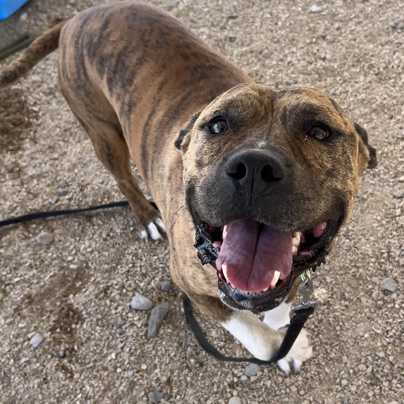An adult medium-sized male Brindle Mixed Breed dog named Ace for adoption in Las Cruces, NM