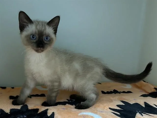 A baby small-sized male Siamese cat named Ivan for adoption in McKinleyville, CA