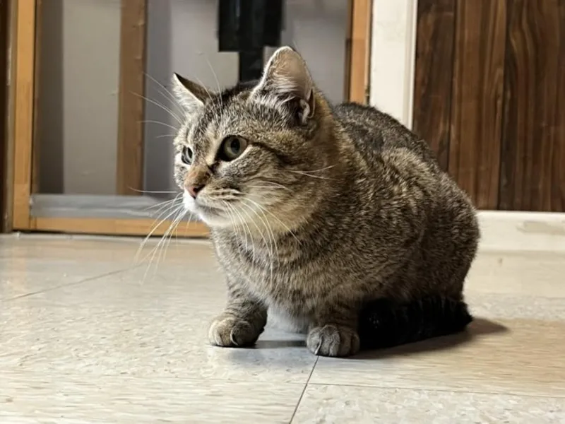 A young medium-sized female Domestic Short Hair cat named Charcuterie for adoption in Hagerstown, MD