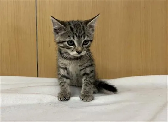A baby small-sized female Domestic Short Hair cat named Lucinda for adoption in Saint Louis, MO