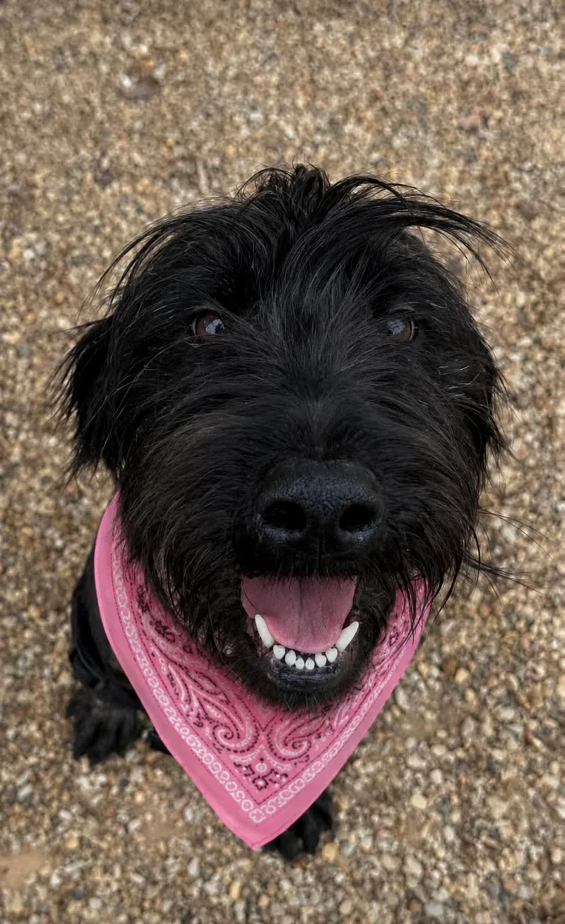 An adult large-sized female Standard Poodle dog named Sofi for adoption in Euless, TX