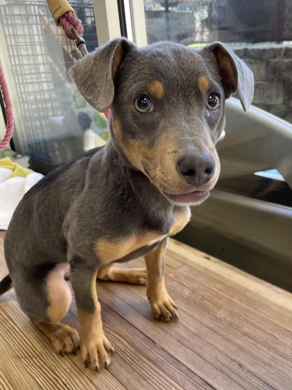 A baby medium-sized female Miniature Pinscher dog named Sadie for adoption in Oakland, NJ
