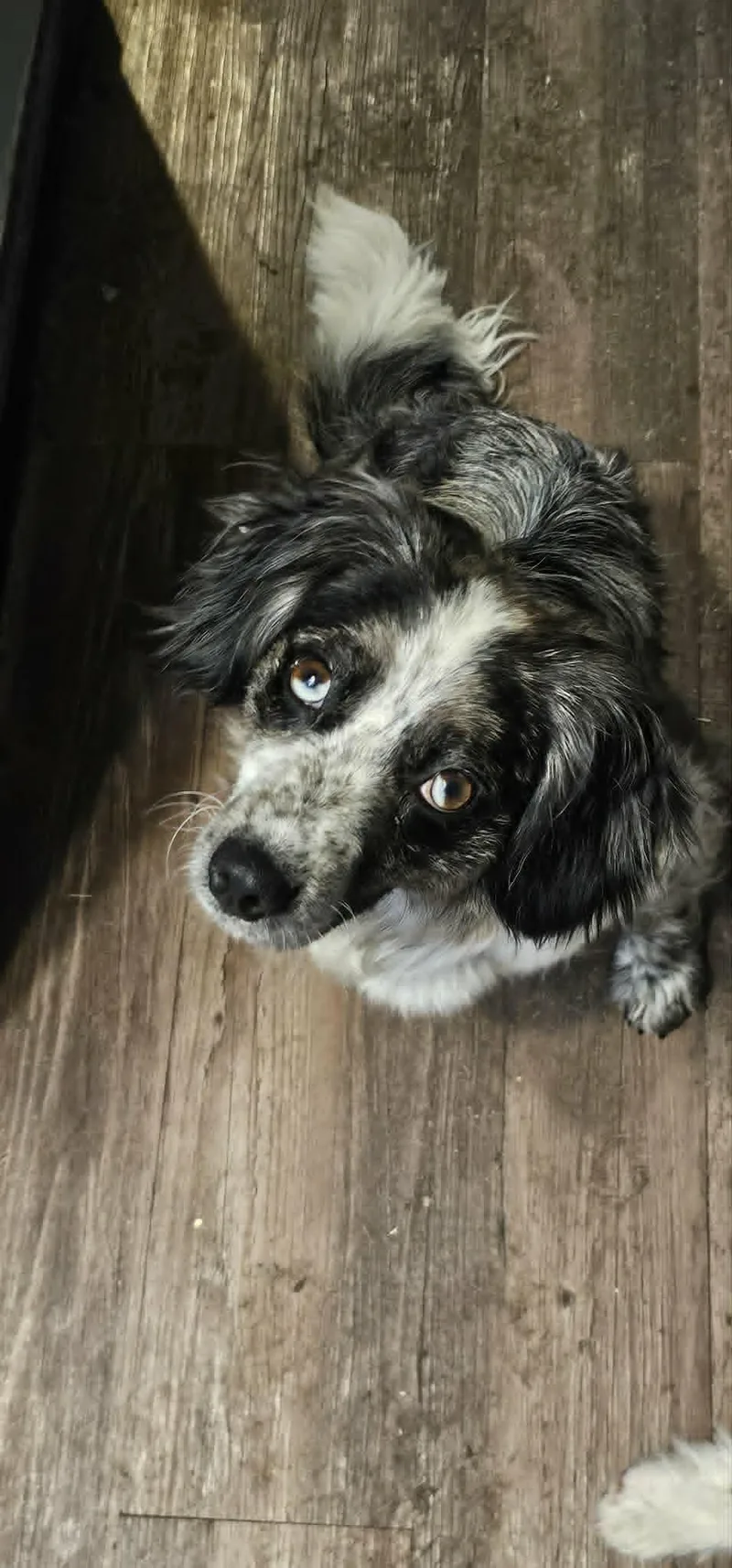A young medium-sized female Gray / Blue / Silver Shetland Sheepdog / Sheltie dog named Lark for adoption in Union Grove, WI