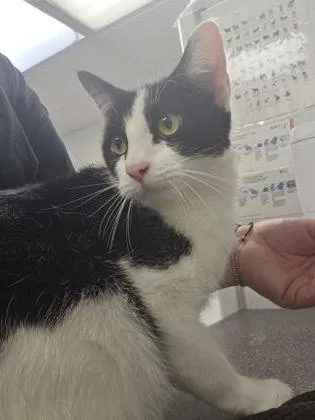 An adult small-sized male Domestic Short Hair cat named Coast for adoption in South Bend, IN
