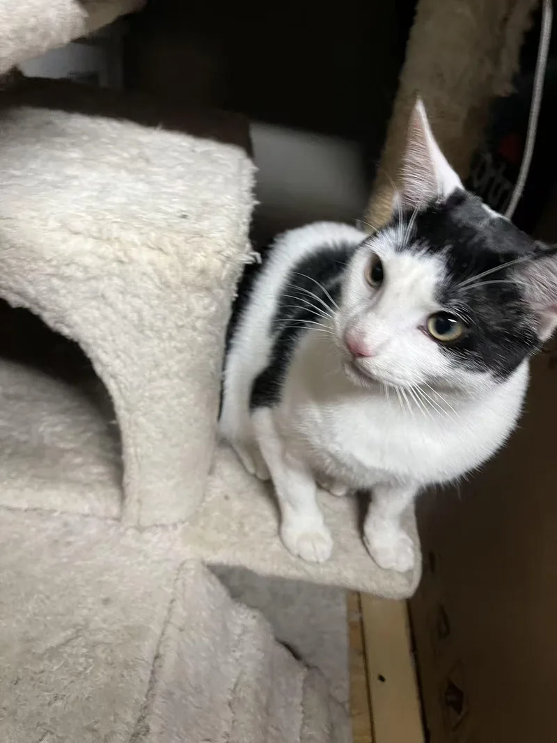 A baby small-sized male Black & White / Tuxedo Tuxedo cat named Manuel for adoption in Flushing, NY
