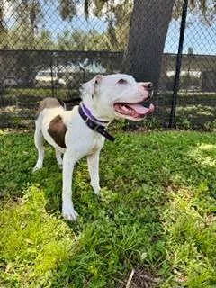 A young medium-sized male White / Cream Labrador Retriever dog named Eros for adoption in Winter Haven, FL