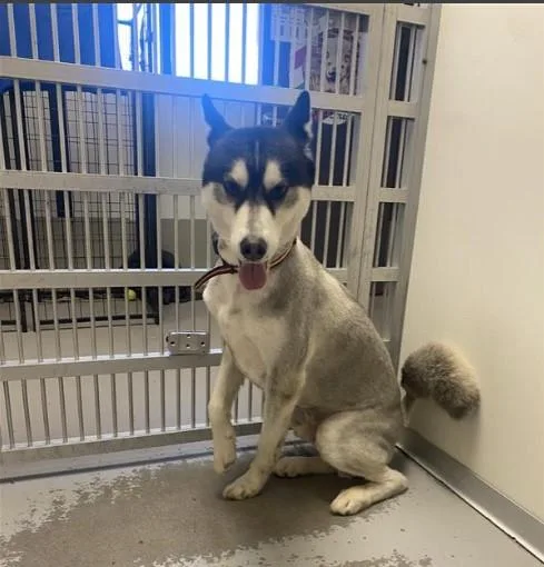 An adult medium-sized male Siberian Husky dog named Futbol for adoption in Sugar Land, TX