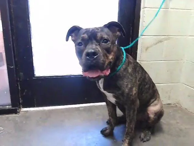 An adult large-sized male Pit Bull Terrier dog named Argo for adoption in Tulsa, OK