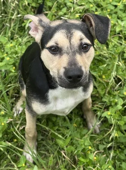 An adult medium-sized female American Staffordshire Terrier dog named Pikachu for adoption in San Antonio, TX