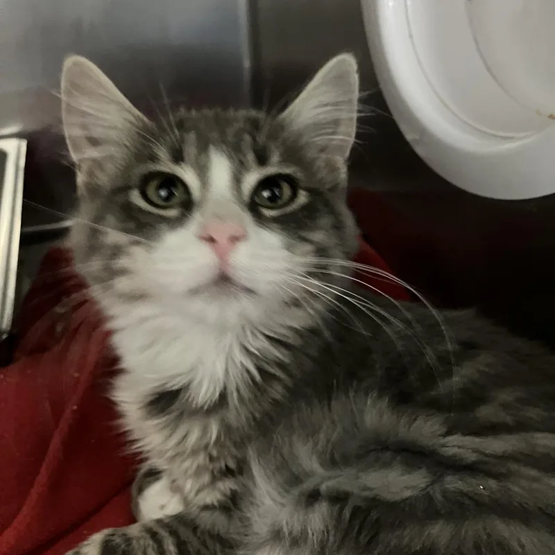 A baby small-sized male Gray / Blue / Silver Domestic Medium Hair cat named Brooke for adoption in Idaho Falls, ID