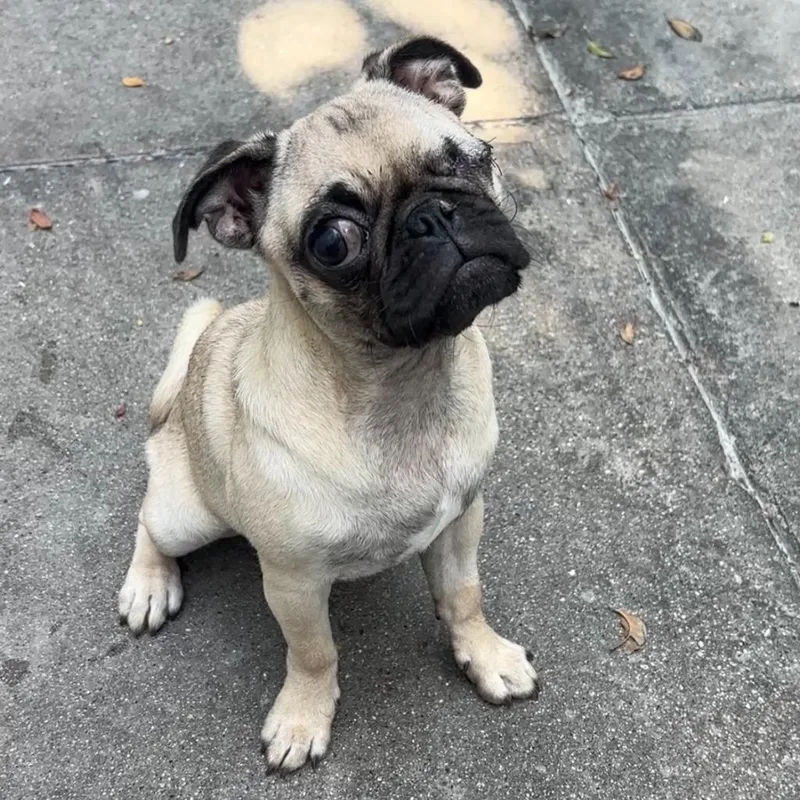 Paloma