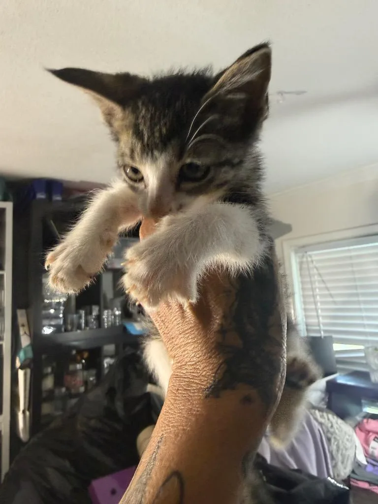 A baby large-sized male Domestic Short Hair cat named Crouton for adoption in warrenville, SC