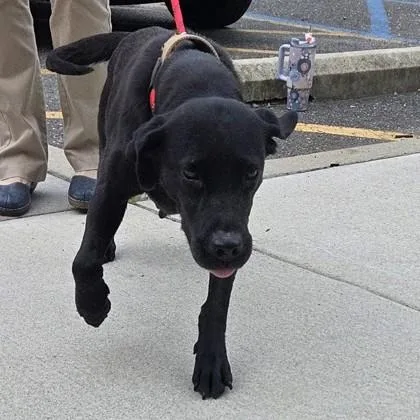 An adult large-sized female Labrador Retriever dog named Marigold for adoption in Voorhees, NJ