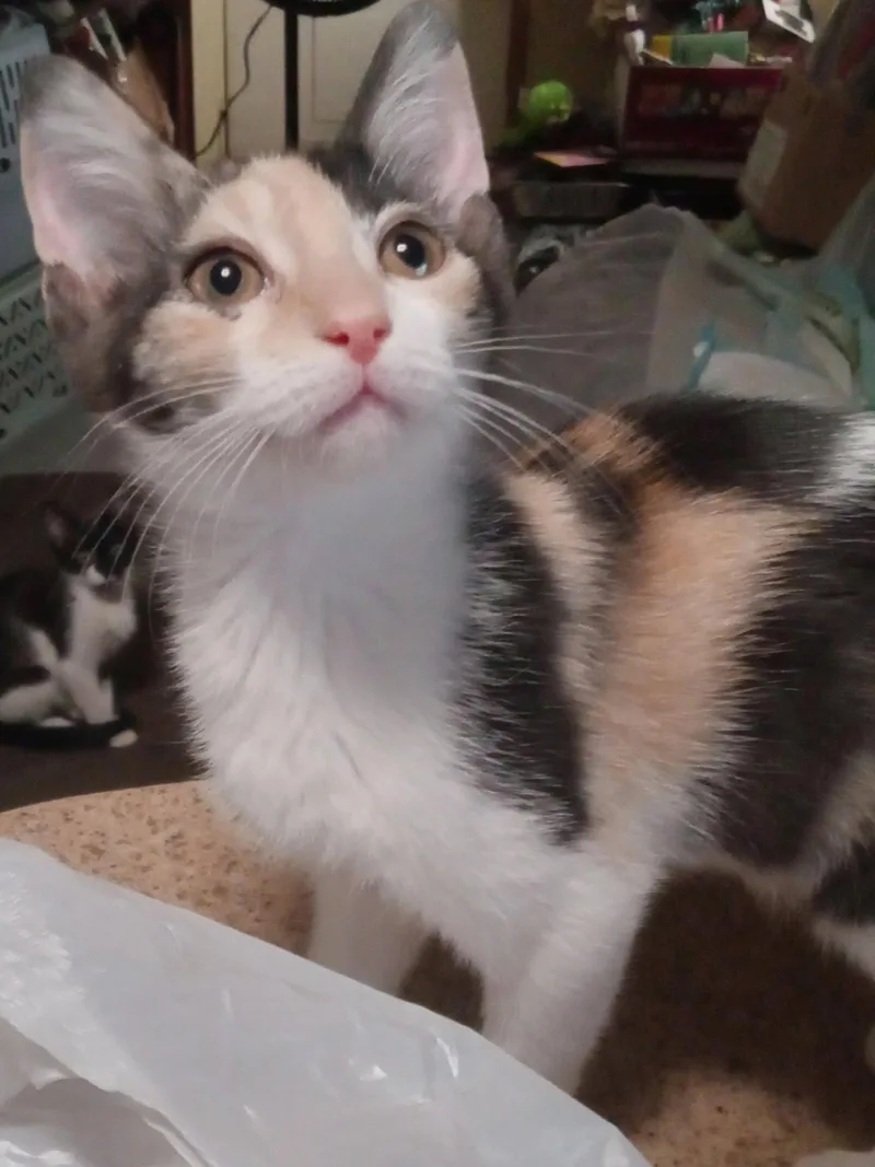 A baby medium-sized female Domestic Short Hair cat named Darla for adoption in Chandler, AZ