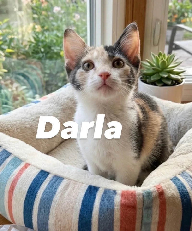 Darla thumbnail 2