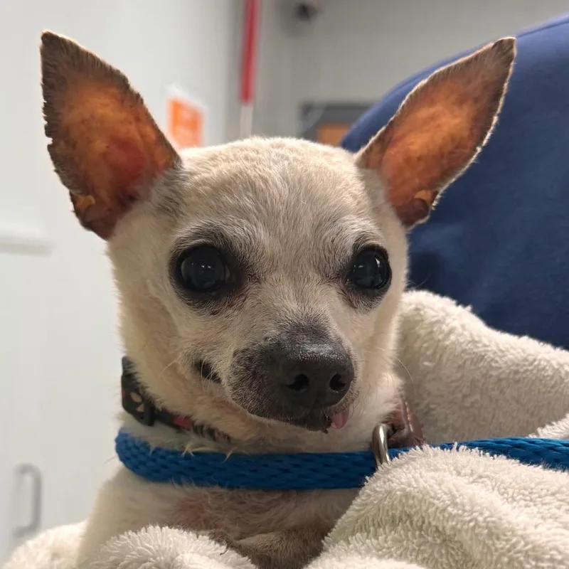 A senior small-sized male Yellow / Tan / Blond / Fawn Chihuahua dog named Eugene for adoption in Birdsboro, PA