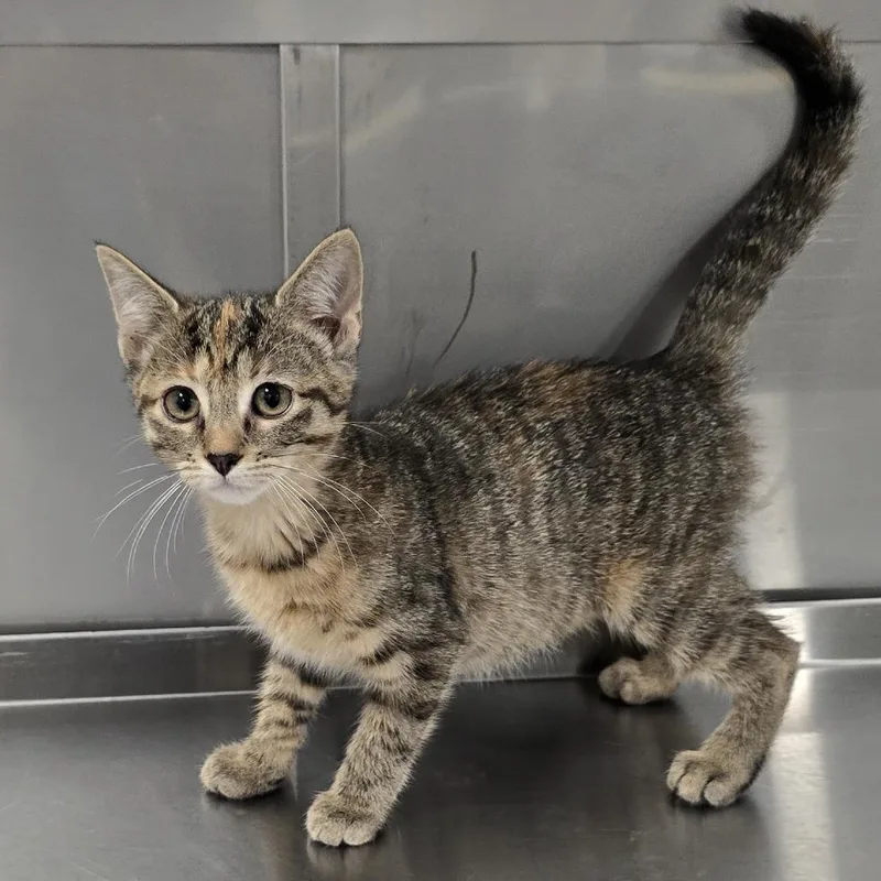 A baby small-sized female Gray / Blue / Silver Domestic Short Hair cat named Valley for adoption in Washburn, MO