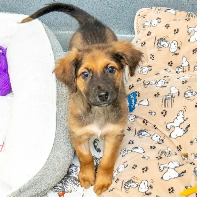 A baby small-sized male English Coonhound dog named Taquito for adoption in St. Louis, MO