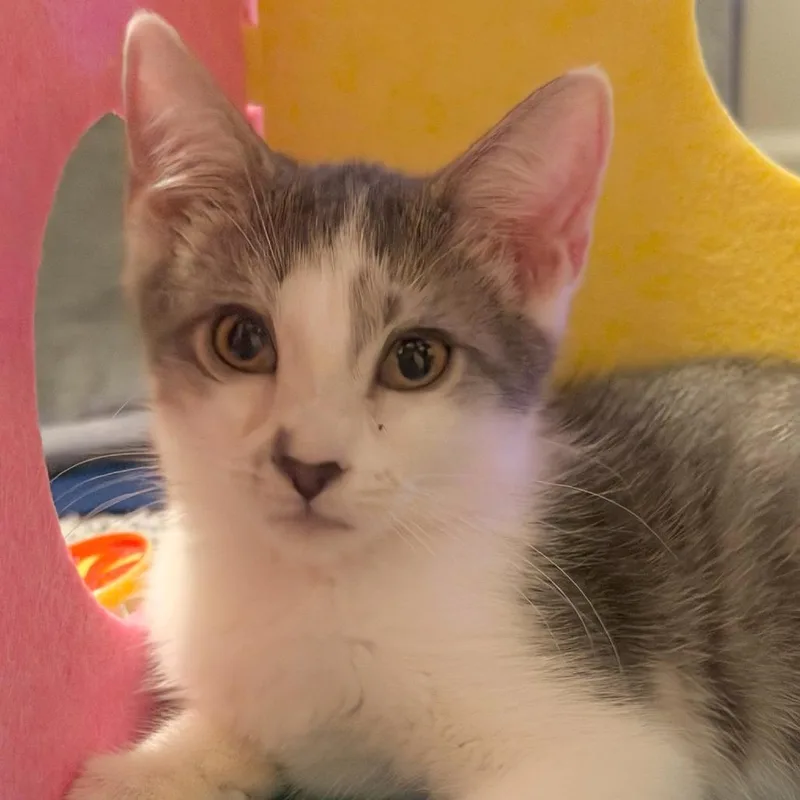 A baby medium-sized female Gray / Blue / Silver Domestic Short Hair cat named Provolone for adoption in Morrisville, VT