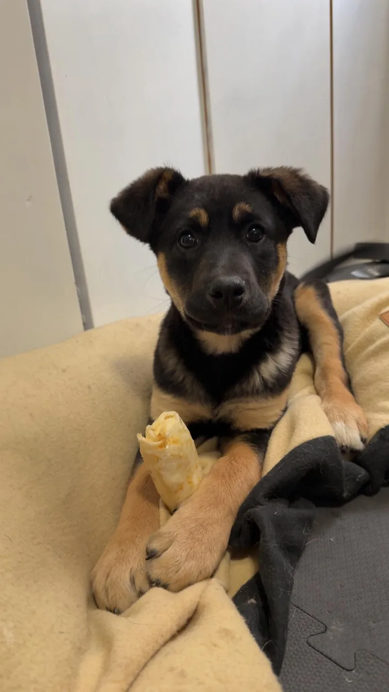 A baby large-sized female Mixed Breed dog named Nessie for adoption in Sioux Falls, SD