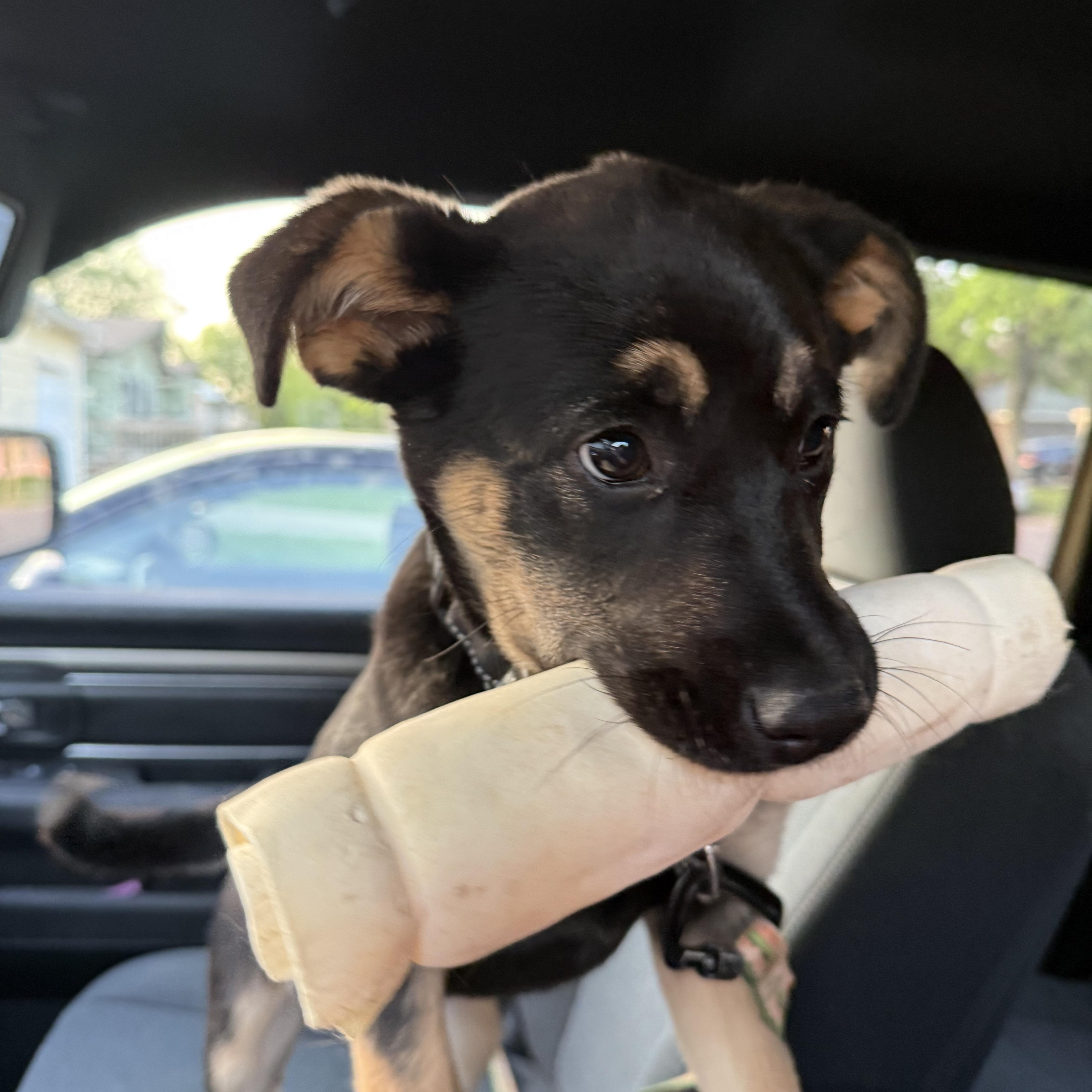 Nessie thumbnail 4