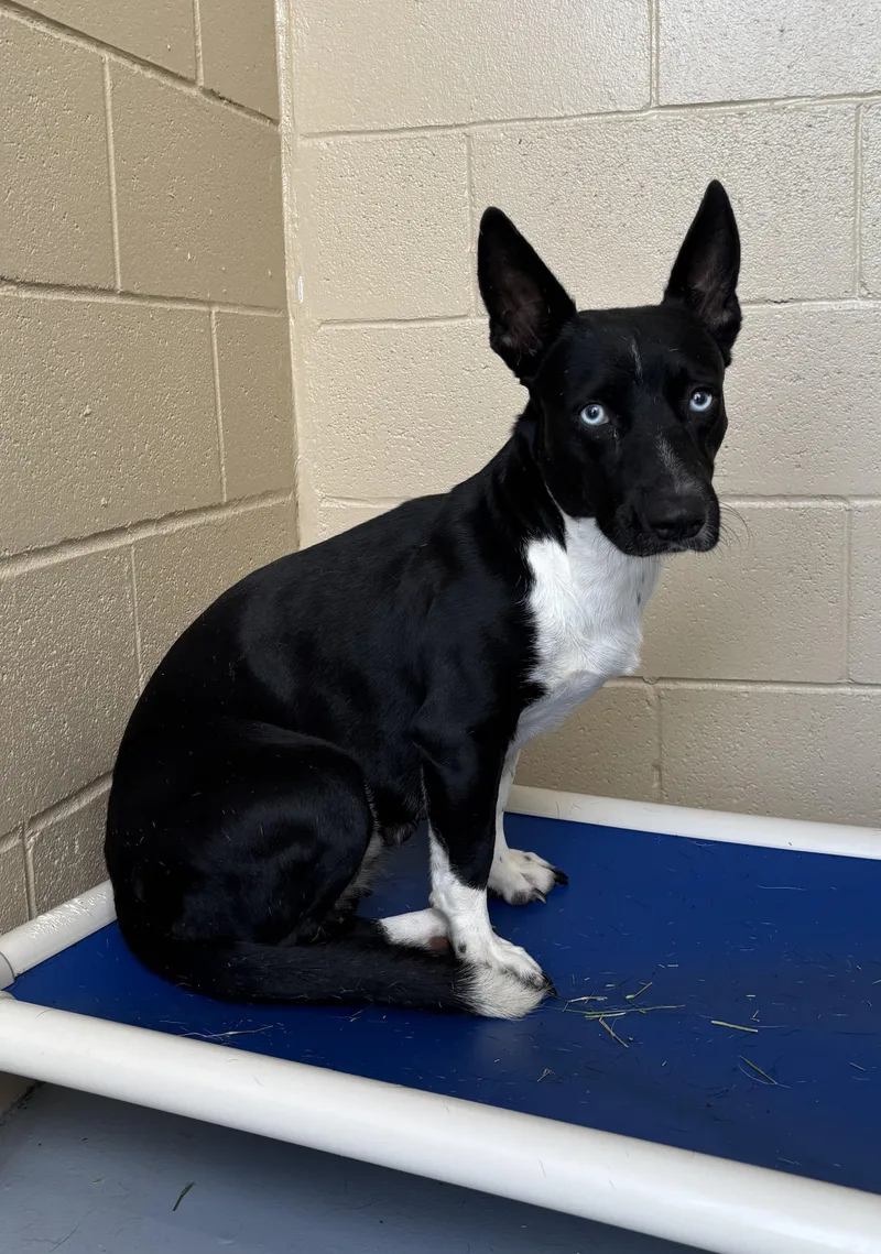 An adult medium-sized female Black Shepherd dog named Sienna for adoption in Harlingen, TX