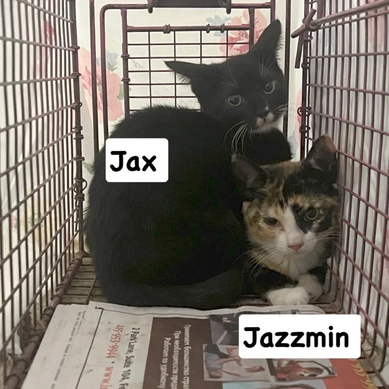 A baby small-sized female Calico Domestic Short Hair cat named Jazzmin for adoption in Philadelphia, PA