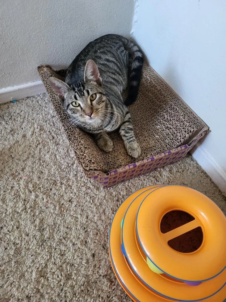 A young medium-sized female Tabby (Brown / Chocolate) Tabby cat named Andre for adoption in Long Beach, CA