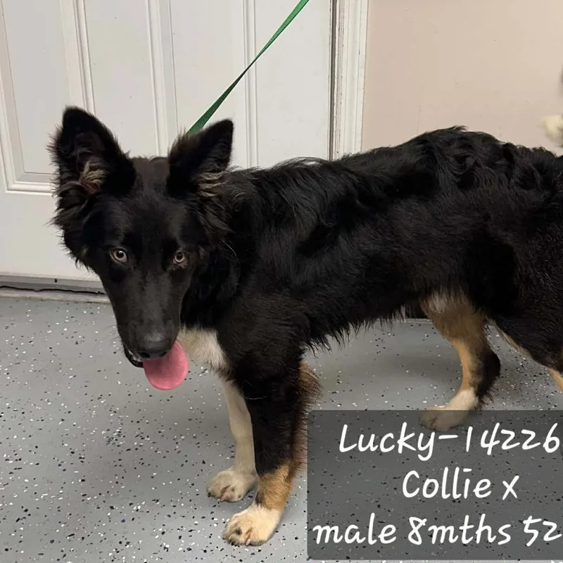 Lucky