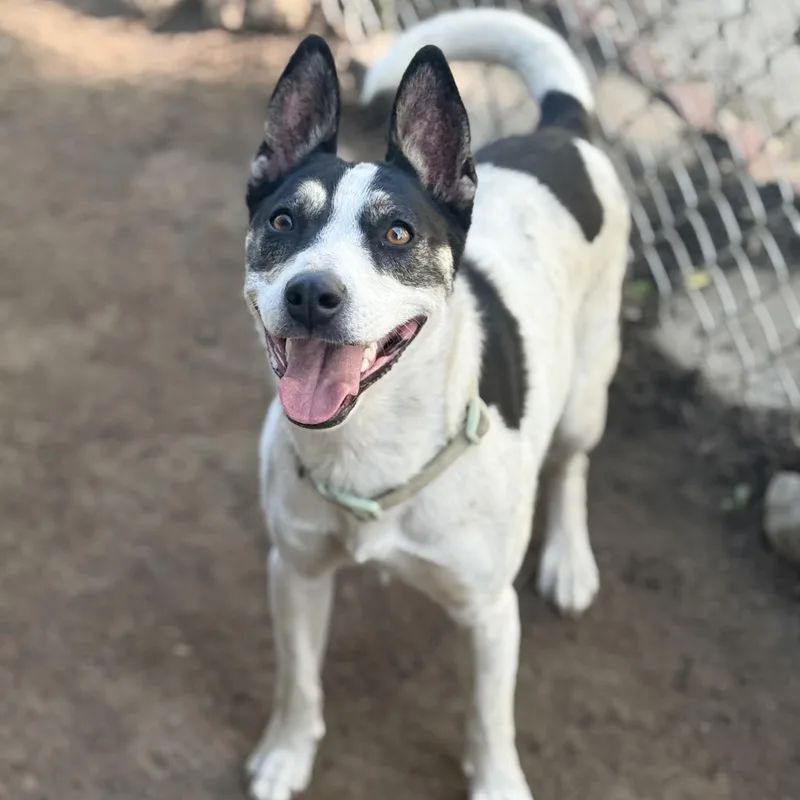 A young medium-sized female White / Cream Australian Cattle Dog / Blue Heeler dog named Bat Girl for adoption in Amarillo, TX