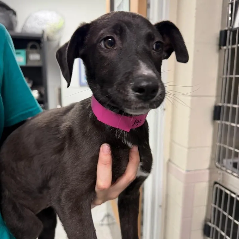 A baby large-sized female Black Catahoula Leopard Dog dog named Fudge for adoption in Lakeland, FL