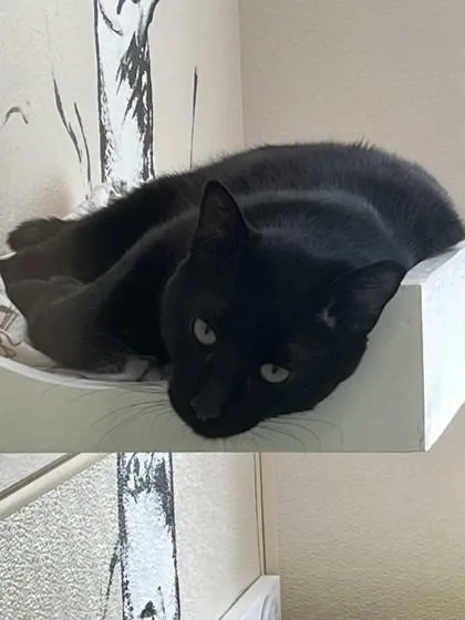An adult medium-sized male Domestic Short Hair cat named Noodles for adoption in Longmont, CO
