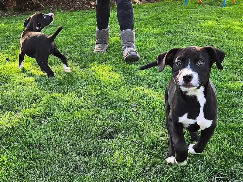 A baby large-sized male Terrier dog named Fudge for adoption in Berlin, NJ