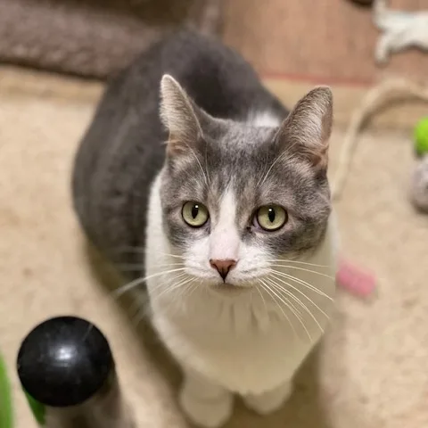 Fig Newton thumbnail 3